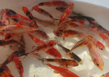 Karaś kolorowy mix kolorów - zimują, zimowane. Odporne.od.8cm