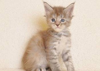 Śliczna koteczka z rodowodem PZF/WCF - Legalna hodowla