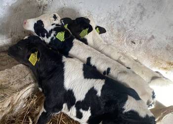 Byczki z pewnego źródła