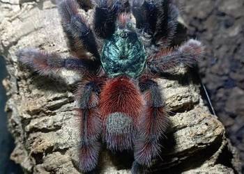 Ptaszniki odbiór/wysylka