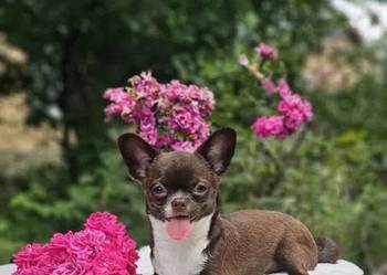 Czekoladowy szczeniak chihuahua