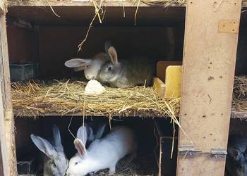 Sprzedam tuszki królicze