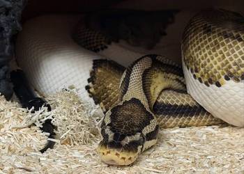 Terrarium wraz z regiusem