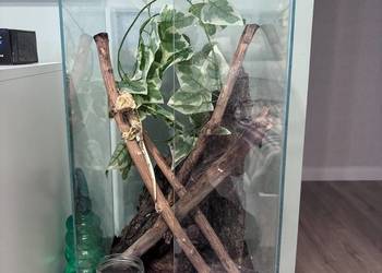 Gekon orzęsiony - 2 letni samiec wraz z całym terrarium
