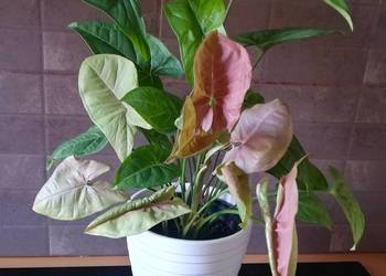 Zroślicha Syngonium kompozycja Neon Robusta i Arrow wysyłka bez doniczki