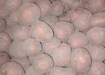Ziemniaki jadalne ballarosa