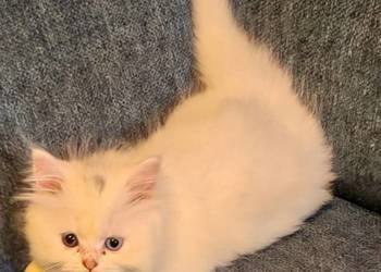 Perska kotka o dwóch innych oczach