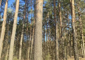 Sprzedam drzewo sosna