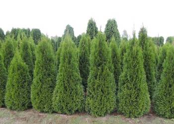Thuja Szmaragd wys. 200-220cm, tuje żywopłotowe smaragd