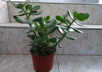 grubosz / drzewko szczęścia / crassula