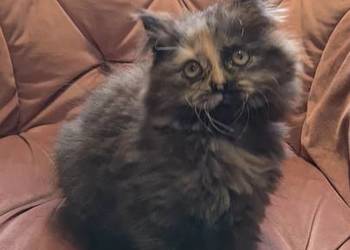 Maine Coon kotka