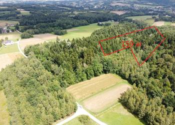 Las w miejscowości Swiecany