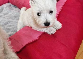 Śliczna Suczka West Highland White Terrier – Z Domowej Hodowli