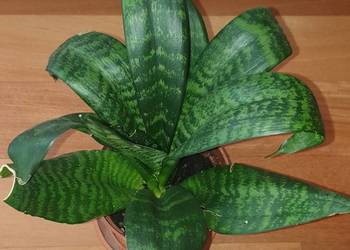 Sansewieria wysokość 27cm, sansa