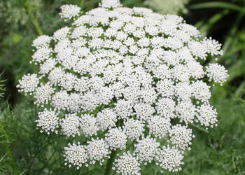 AMINEK WIELKI Ammi majus -  NASIONA 100g
