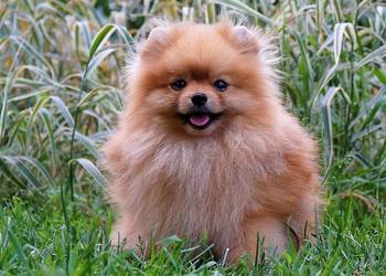 Pomeranian szpic miniaturowy – rudzielec z charakterem ? Gotowy do odbioru