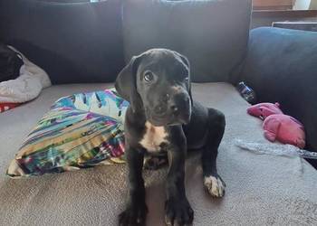 SZCZENIE - DOG NIEMIECKI