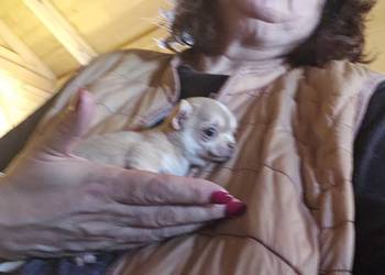 Chihuahua Exclusiv Mini Panienka XXXS Piękna Jedyna taka Rodowód FCI! ! !