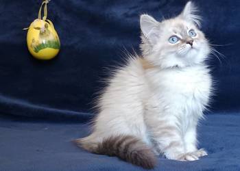 Koty Syberyjskie Neva Masquerade - ROMEO ZKolakowegoDomu*PL