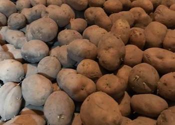 Ziemniaki vineta sadzeniaki ostanie 300 kg!