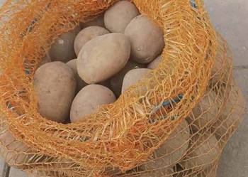 Sadzeniaki ziemniaków odmiany żółte Soraya i czerwone Bellarosa 2 rok po ce