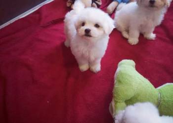 * SUCZKA PIESEK MINI Maltanczyk *Hodowla domowa. ń