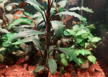 Bucephalandra sp.Ulysses