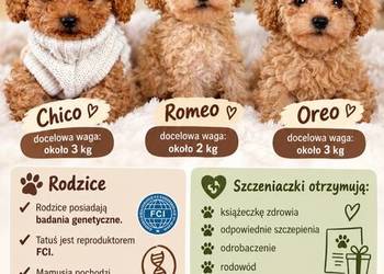 Pudelki toy baby face Xxs b.genetyczne