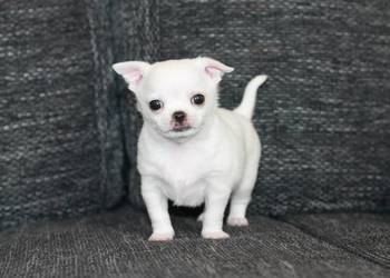 XS chihuahua chłopiec ZKwP FCI