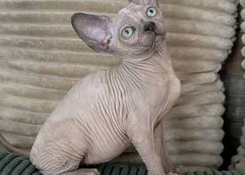 Kotka sfinks kanadyjski FPL FELIS POSNANIA LEGALNA HODOWLA