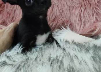 *** Gotowy Do Odbioru*** Czarny Piękny Chłopczyk Chihuahua***
