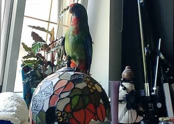 Papugi rozelle królewskie Papugi rozelle królewskie