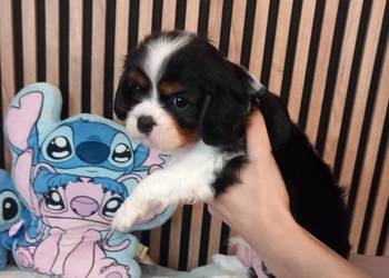 Cavalier King Charles Spaniel
