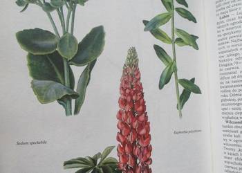 Kwitnący ogród / ogród / uprawa / kwiaty / rosliny