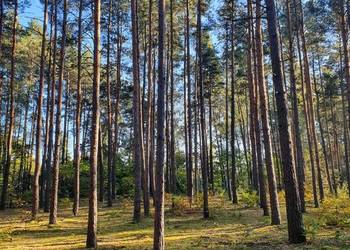 Działka leśna 50min od Warszawy mazowieckie Białobrzegi
