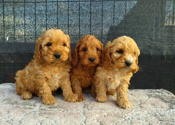 Cockapoo F1 - Cocker Spaniel & Pudel Miniaturowy Cockapoo F1 - Cocker Spaniel & Pudel Miniaturowy