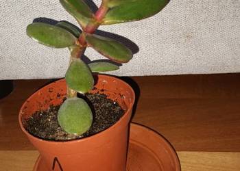Grubosz, sansewieria, trzykrotka-setkrezja, aloes zielony-zestaw 4 roślin
