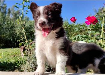 Wspaniały Pies FAZI - BORDER COLLIE z pełną dok. super rodzice - przebadani