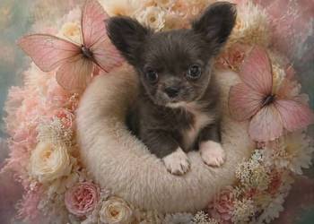 Chihuahua sunia długowłosa Łódź