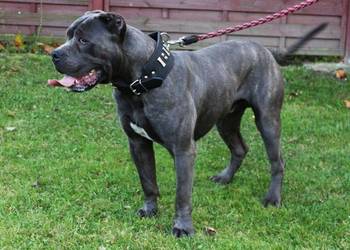 Alano Espanol - suczka