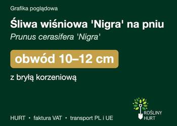 Śliwa wiśniowa 'Nigra' na pniu obwód 10-12 cm, z bryłą – HURT