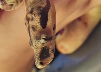 Sprzedam parę boa Het albino sharp Hypo i hypo jungle