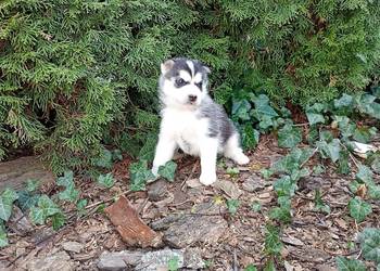 Siberian husky boy