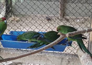 Rozelle białolice , Modrolotki