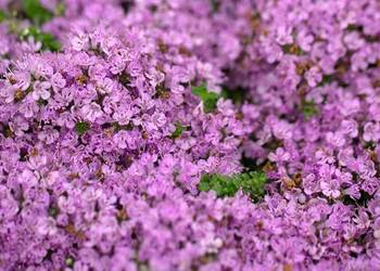 Macierzanka Piaskowa Minor