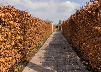 Buk pospolity na żywopłot (Fagus sylvatica) 90-120 cm, w donicy – HURT