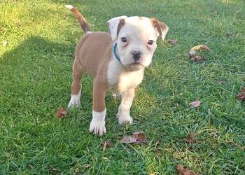 Piękny piesek rasy Bokser