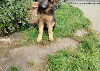 Szczeniaki owczarka niemieckiego