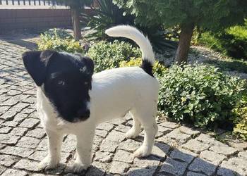 Śliczne pieski JRT FCI ZKwP Wrocław 3500 zl