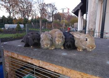 Samce mieszańce po belgu